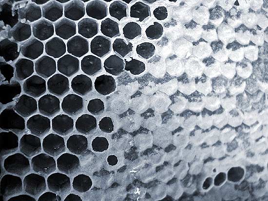 Eine Biene produziert in ihrem ganzen Leben nur 4 Gramm Honig