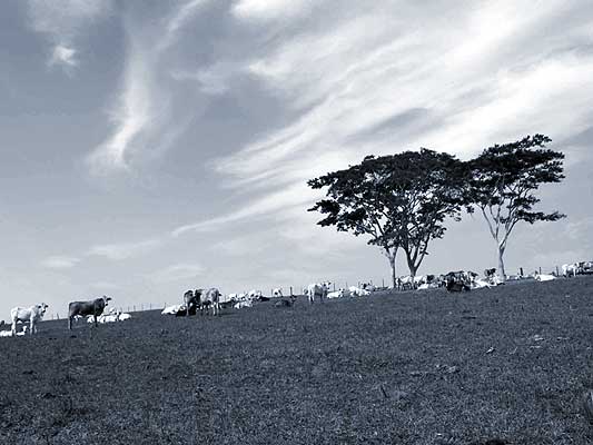 Cows of Brazil in their natural environment