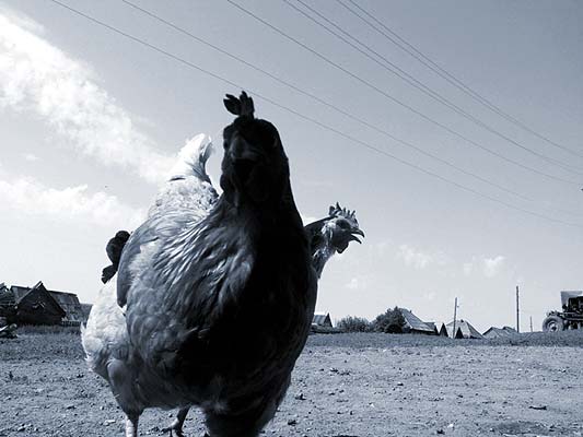 Chickens in M-Zone (anomalies zone) near Perm' (RU)