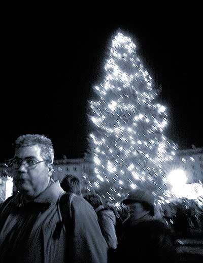 "Christmas Tree in Dresden"